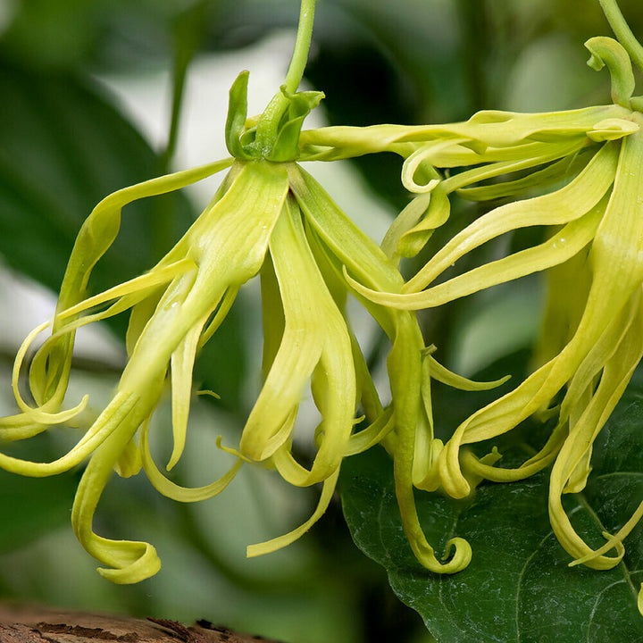 Organic Ylang Ylang Fragrance Emulsion (Water Soluble)