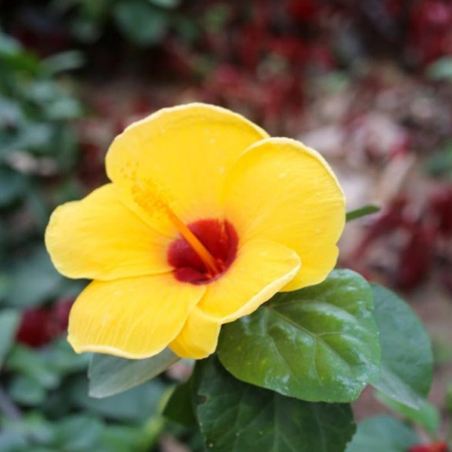 Hibiscus Cotton Candy Floss Sugar