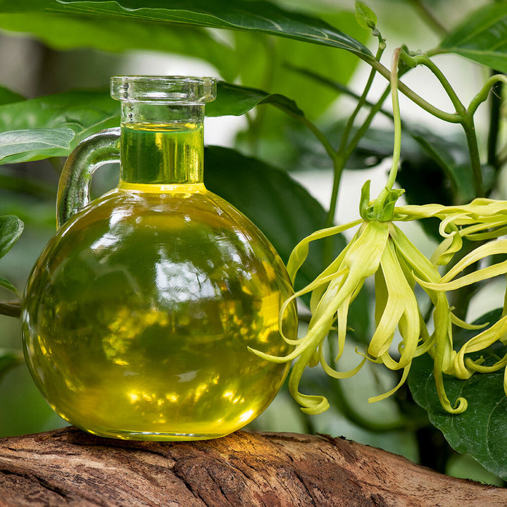 Ylang Ylang Fragrance Oil (Oil Soluble), Organic