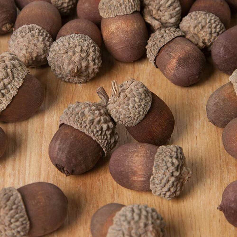 Acorn Flavor Concentrate, Natural