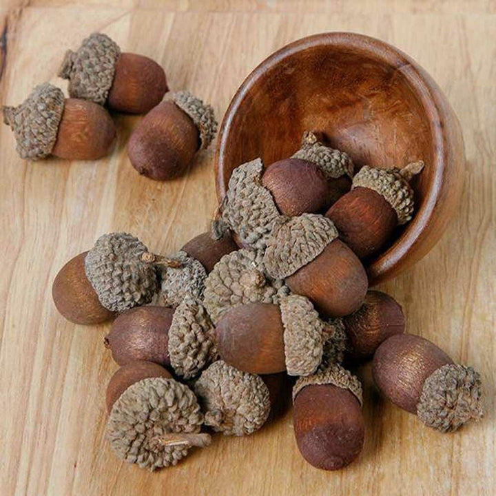 Acorn Flavor Concentrate, Organic