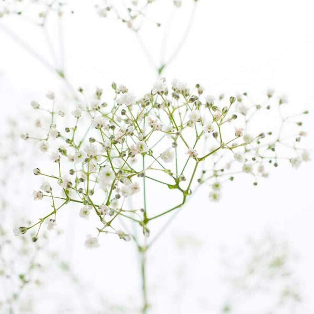 Baby's Breath Fragrance Oil (Alcohol Soluble), Organic