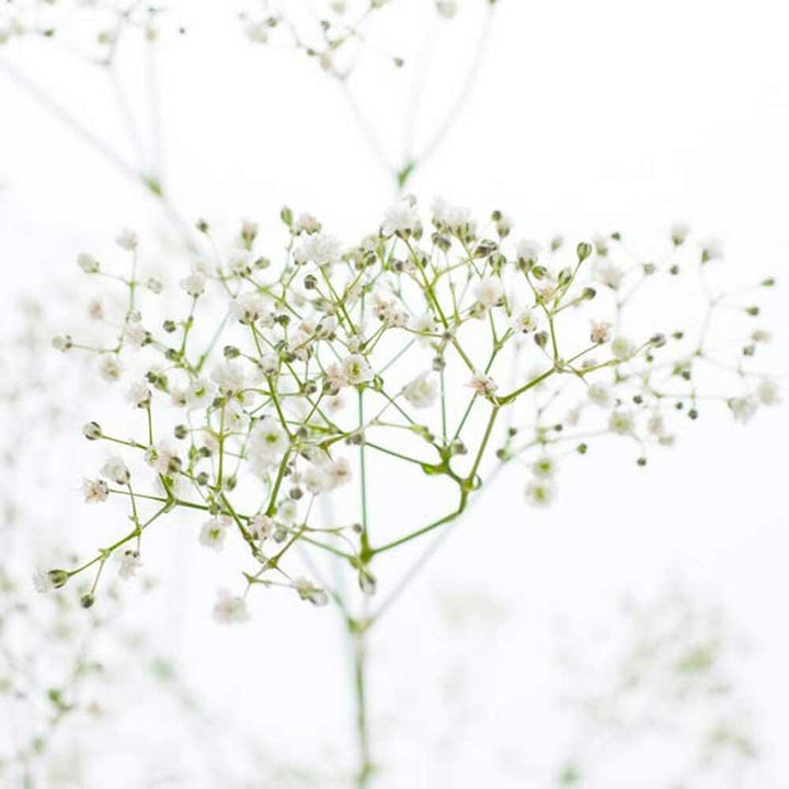 Baby's Breath Fragrance Oil (Alcohol Soluble), Organic