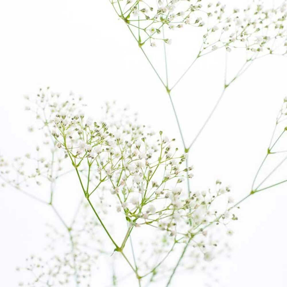 Baby's Breath Fragrance Oil (Alcohol Soluble)