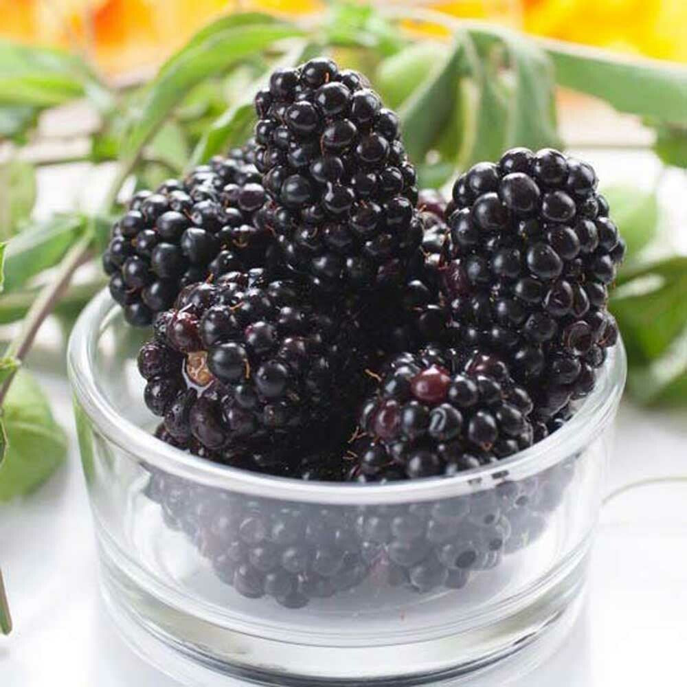 Blackberry Sugar Free Flavor Powder