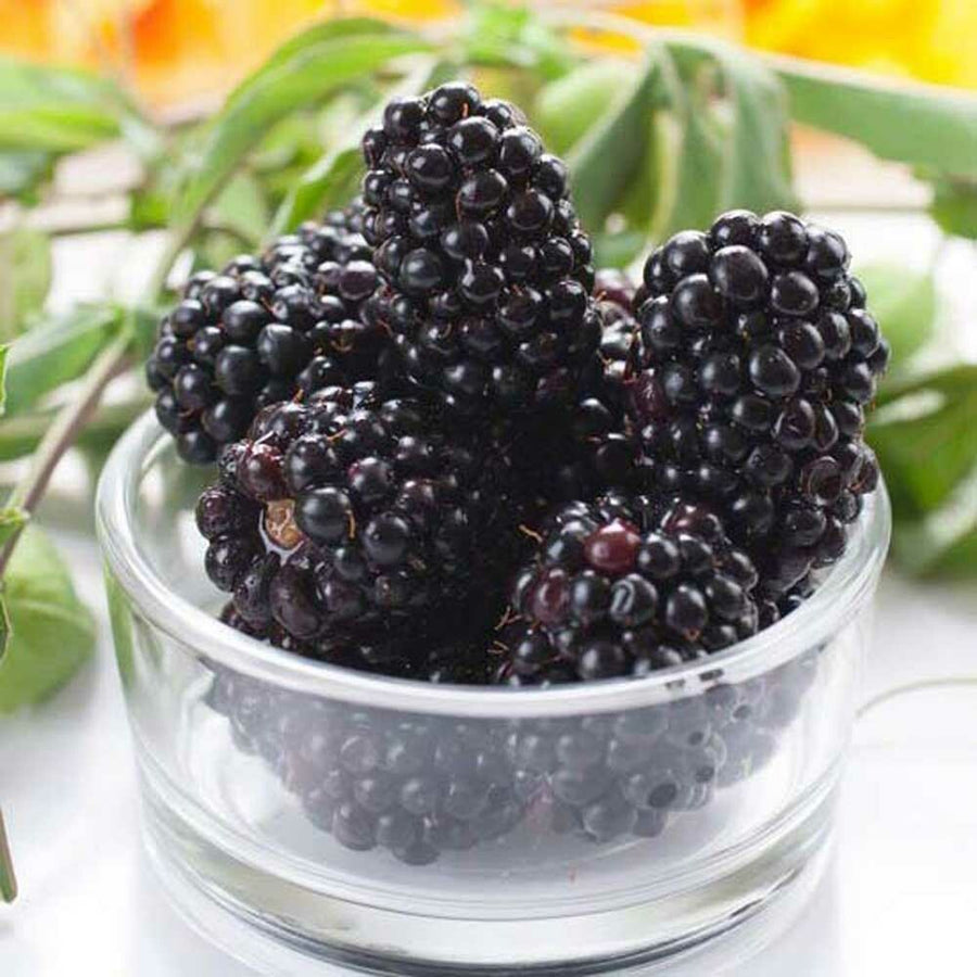 Blackberry Sugar Free Flavor Powder