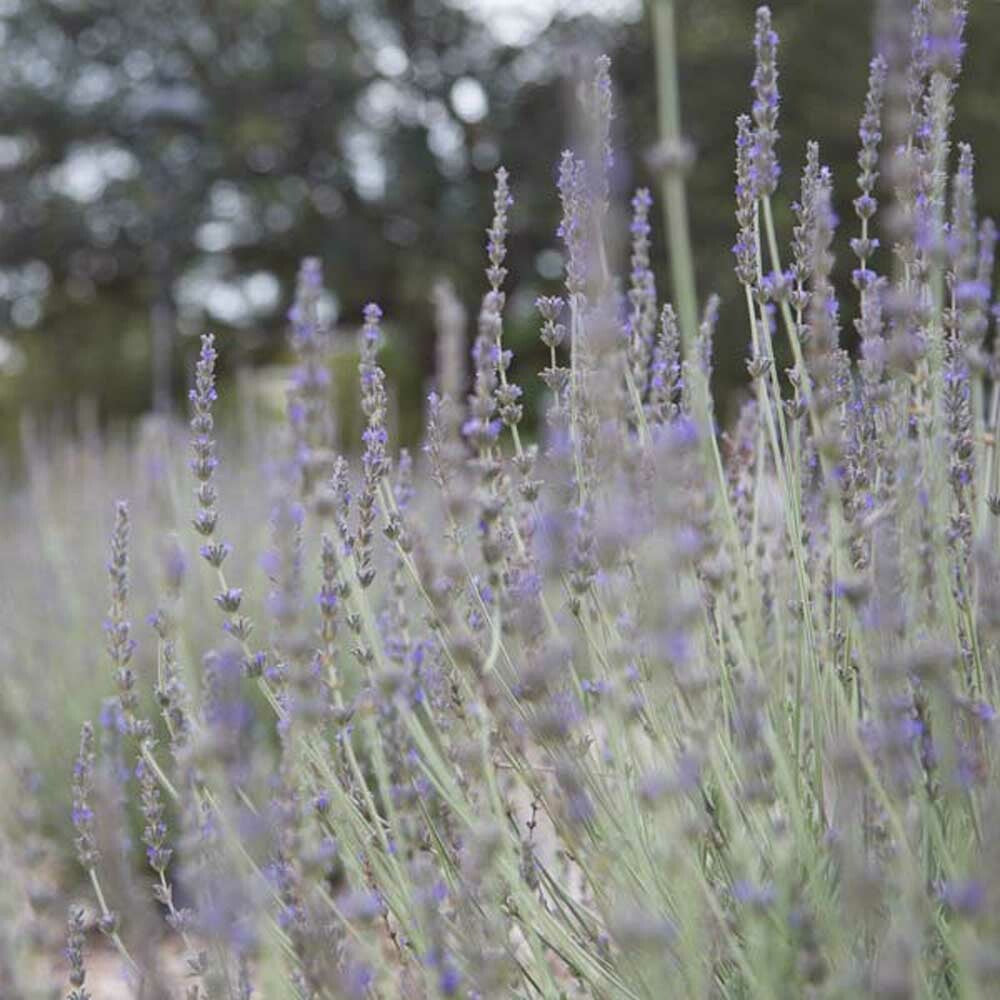 English Lavender Fragrance Oil (Oil Soluble), Organic