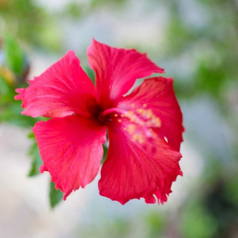 Organic Hibiscus Fragrance Emulsion with Floral Notes (Water Soluble)