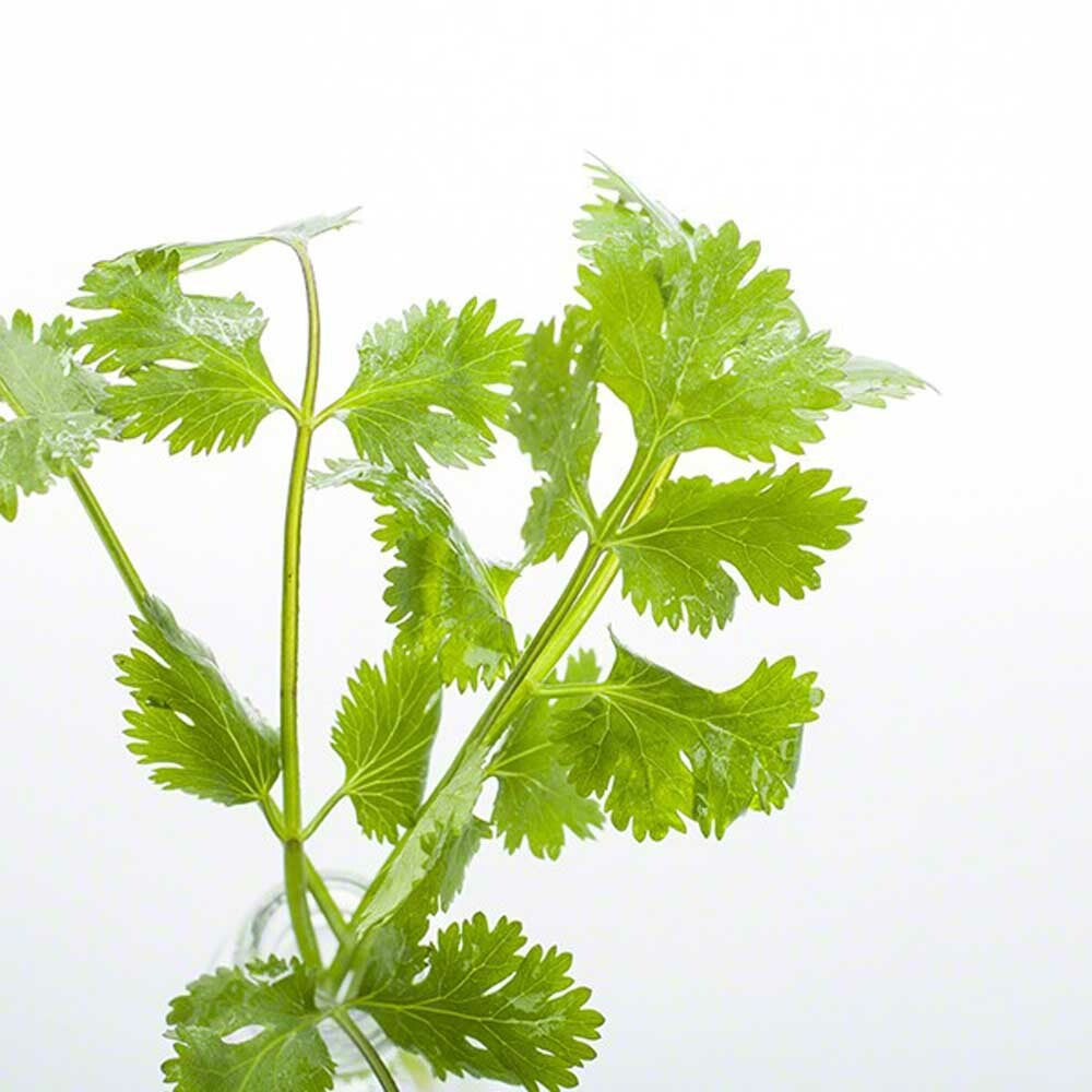 Herb Flavor Oil, Natural