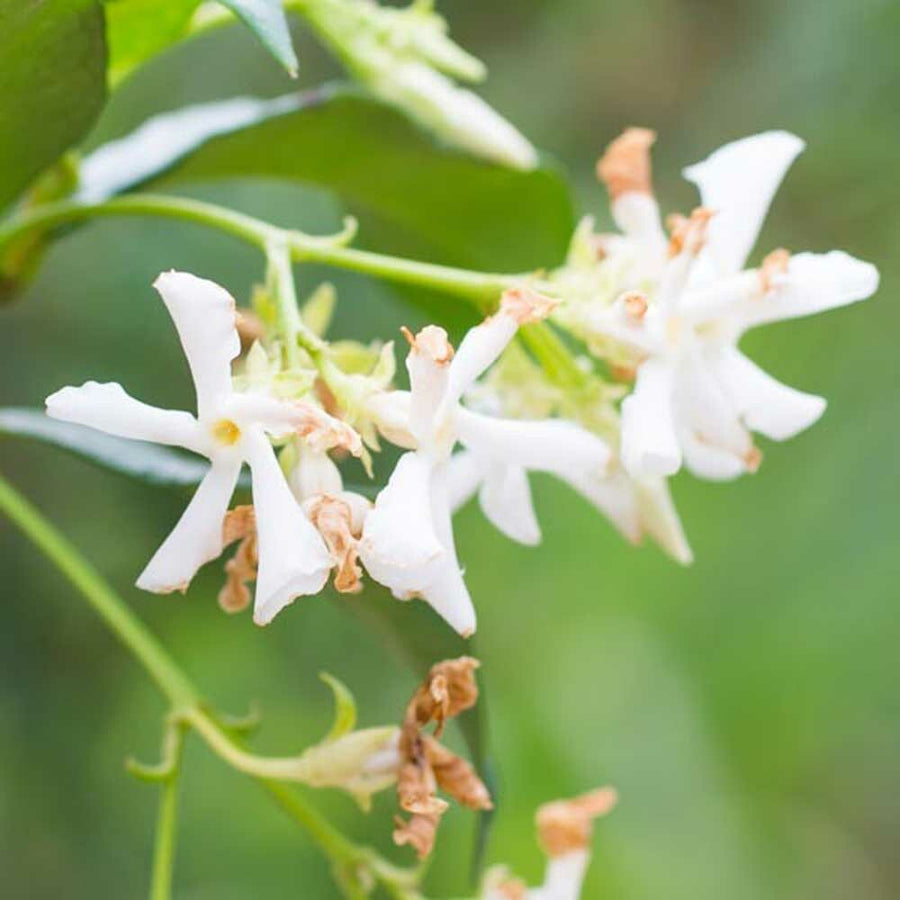 Jasmine Flavor Oil for Chewing Gum