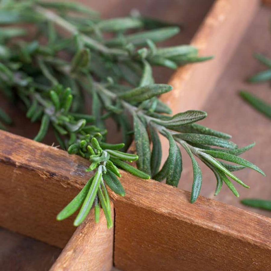 Rosemary Flavor Extract, Natural