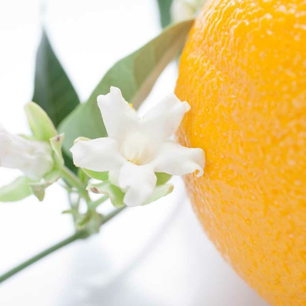 Neroli Bigarade Essential Oil, Natural