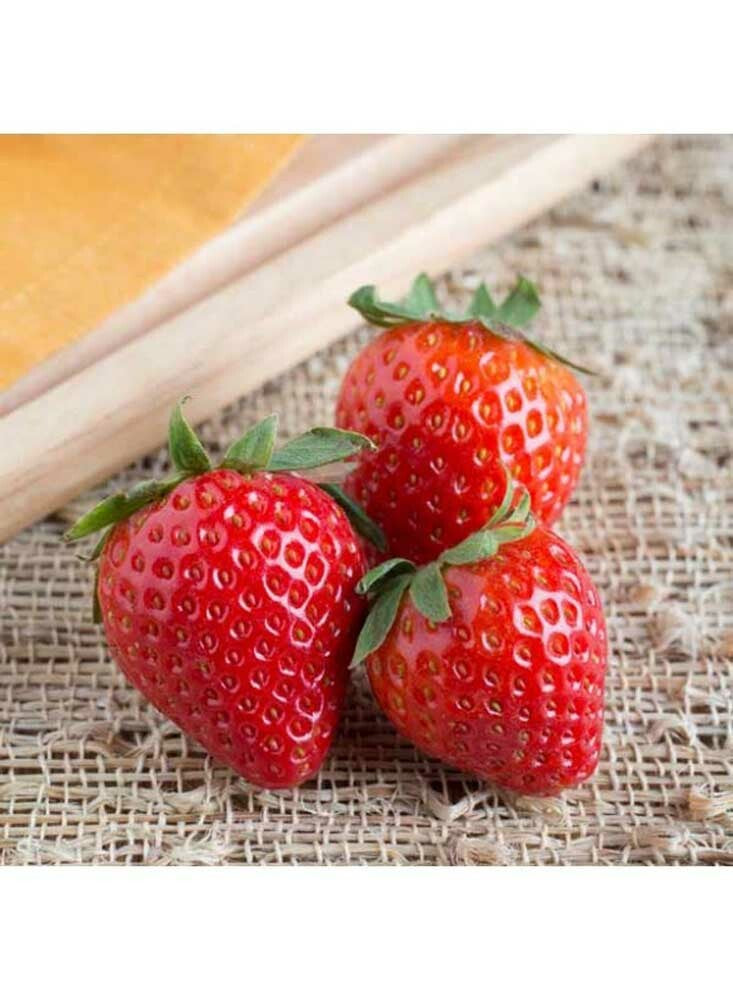 Strawberry Cheesecake Flavor Powder, Natural