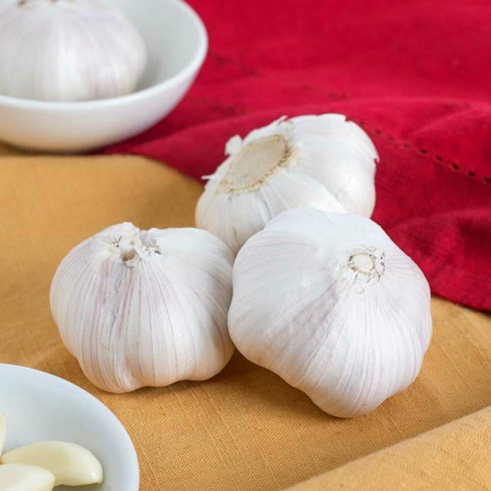 Garlic Flavor Powder, Natural