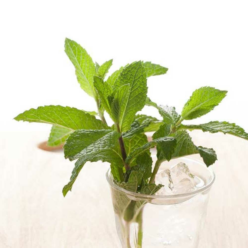 Peppermint Essential Oil - Triple Distilled, Natural