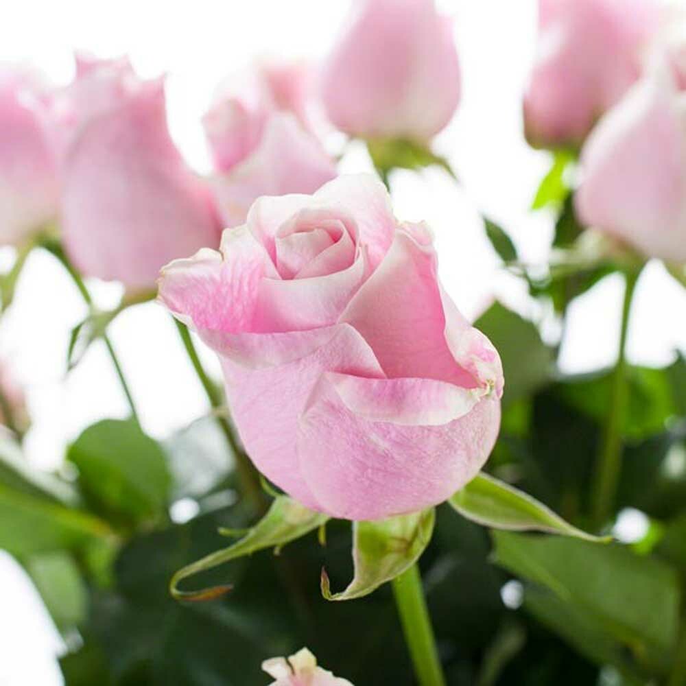 Rose Flavor Emulsion for High Heat Applications, Organic