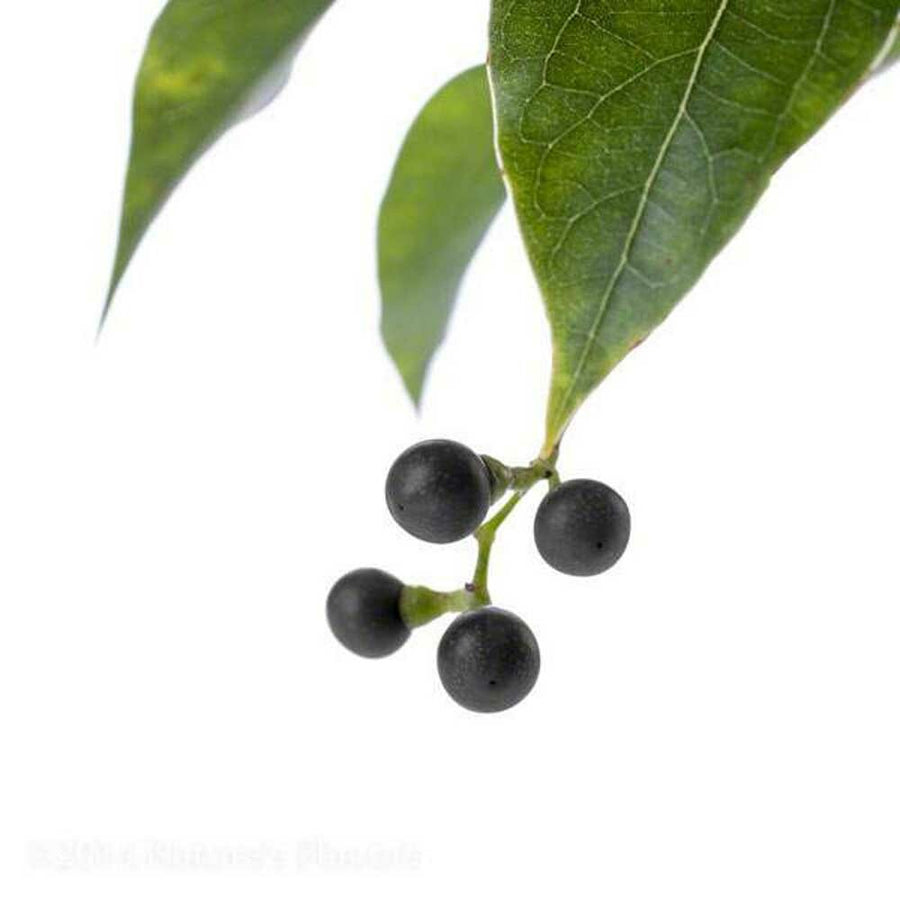 Sante Camphor Essential Oil