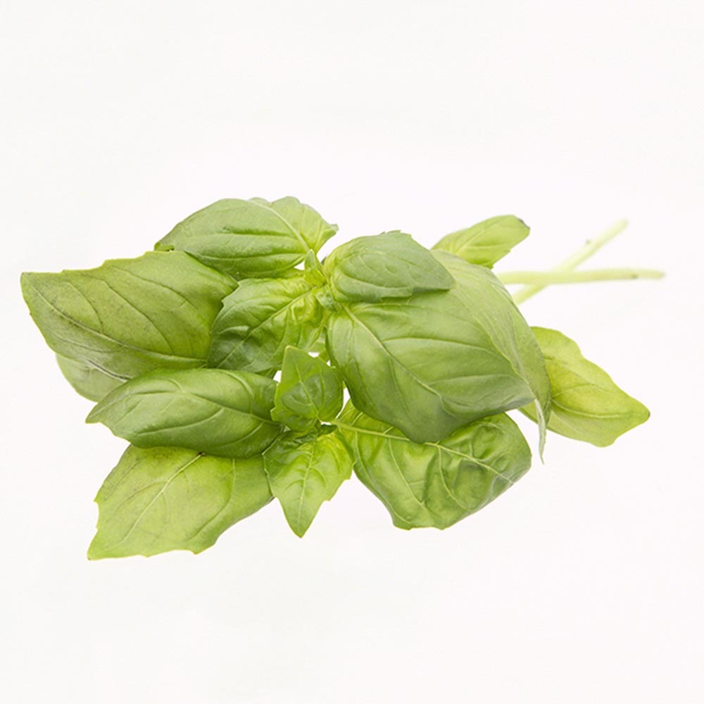 Organic Basil Flavor Concentrate Without Diacetyl
