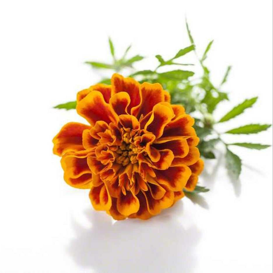 Sante Tagetes Essential Oil