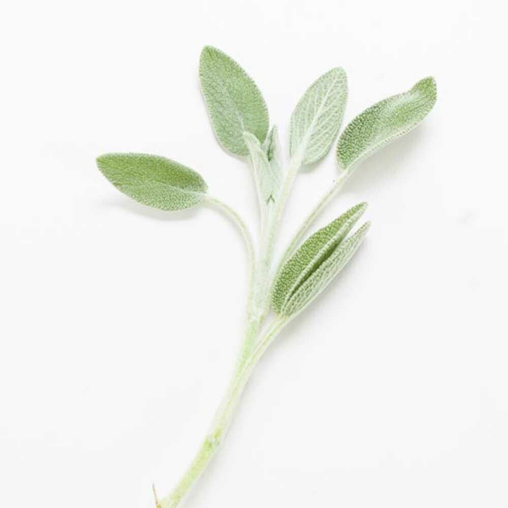 Santé Sage Essential Oil