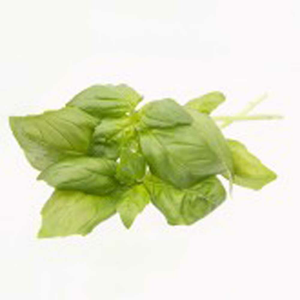 Basil Flavor Concentrate Without Diacetyl, Organic