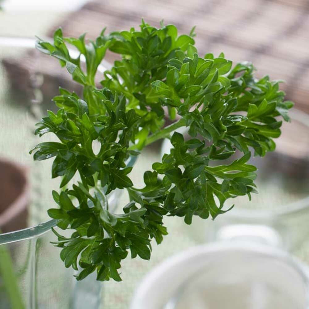 Parsley Essential Oil, Natural