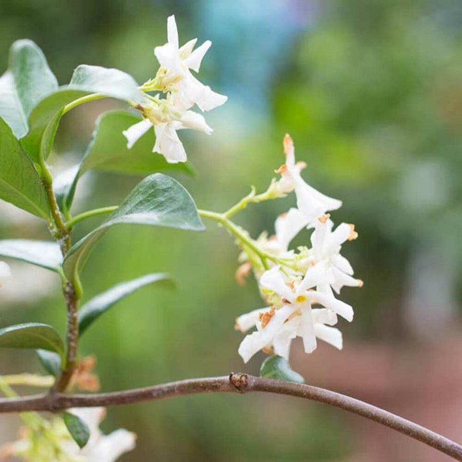 Jasmine Fragrance Oil (Oil Soluble), Organic