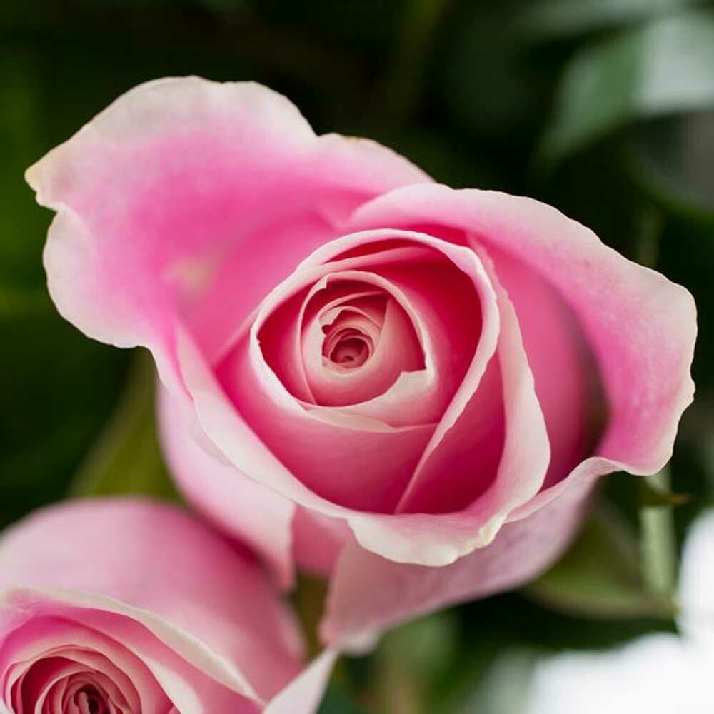 Bulgarian Rose Essential Oil, Natural