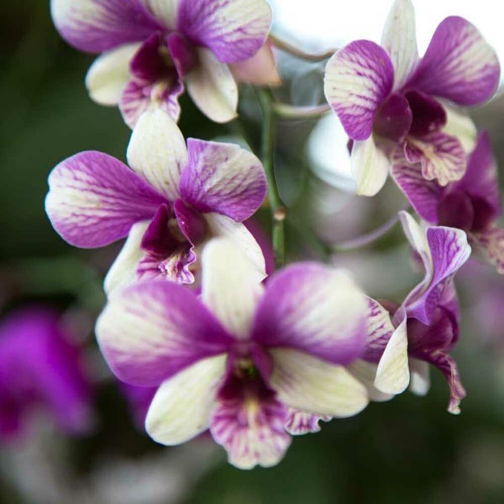 Midnight Orchid