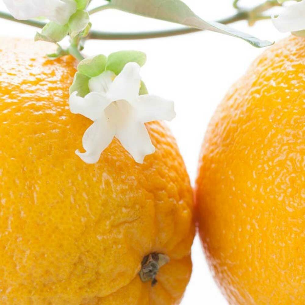 Organic Neroli Fragrance Emulsion with Floral Notes (Water Soluble)