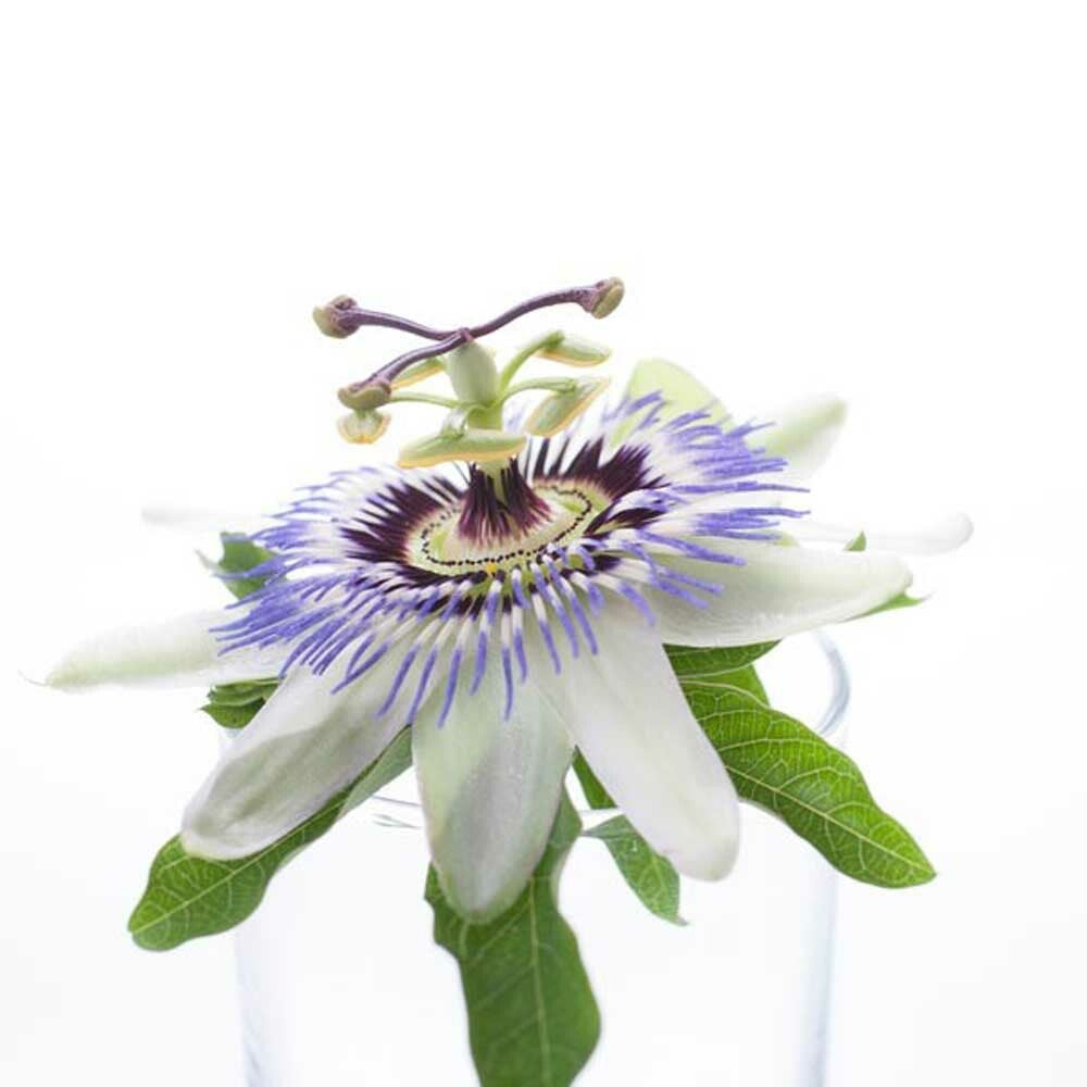 Organic Passion Flowers Fragrance Emulsion with Floral Notes (Water Soluble)