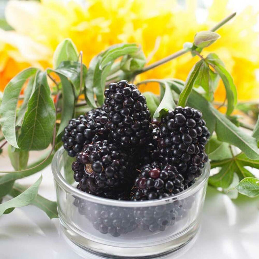 Blackberry Rose Soda Syrup