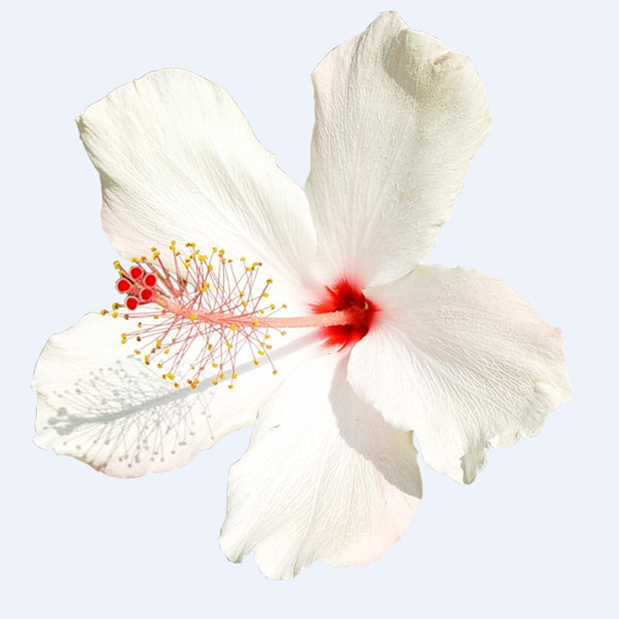 Organic Hibiscus Flavor Cotton Candy Base