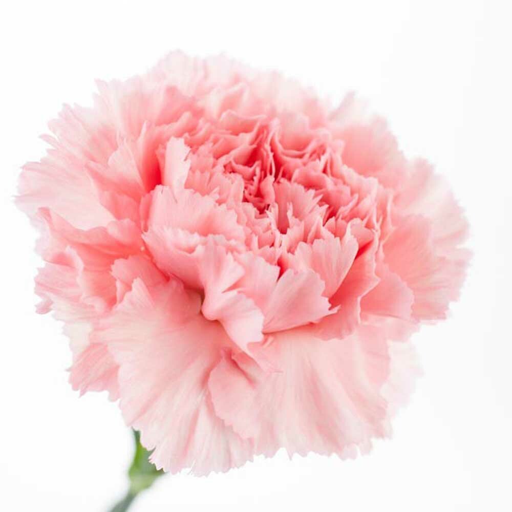 Organic Carnation Fragrance Emulsion with Floral Notes (Water Soluble)
