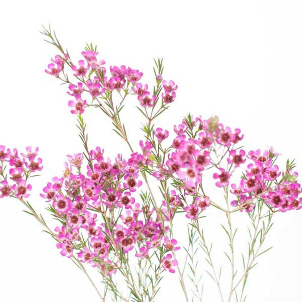 Mountain Flower Fragrance Oil (Oil Soluble), Organic