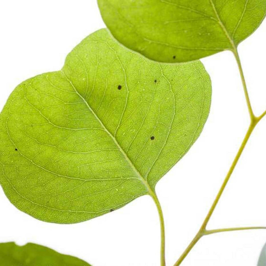 Sante Eucalyptus Essential Oil