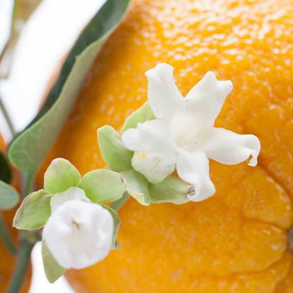 Neroli Fragrance Oil (Oil Soluble), Organic