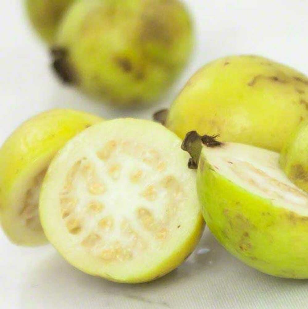 Guava Flavor Emulsion for High Heat Applications, Organic