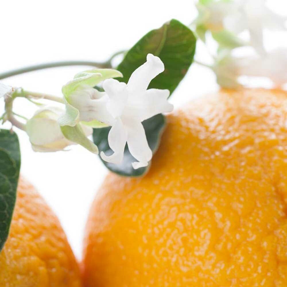 Organic Orange Blossom Fragrance Emulsion with Floral Notes (Water Soluble)