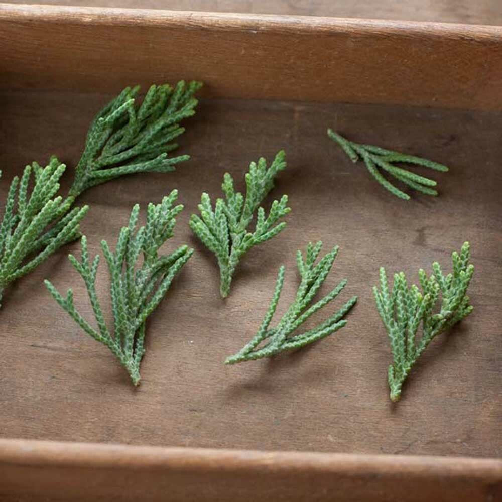 Cedarwood Essential Oil, Natural