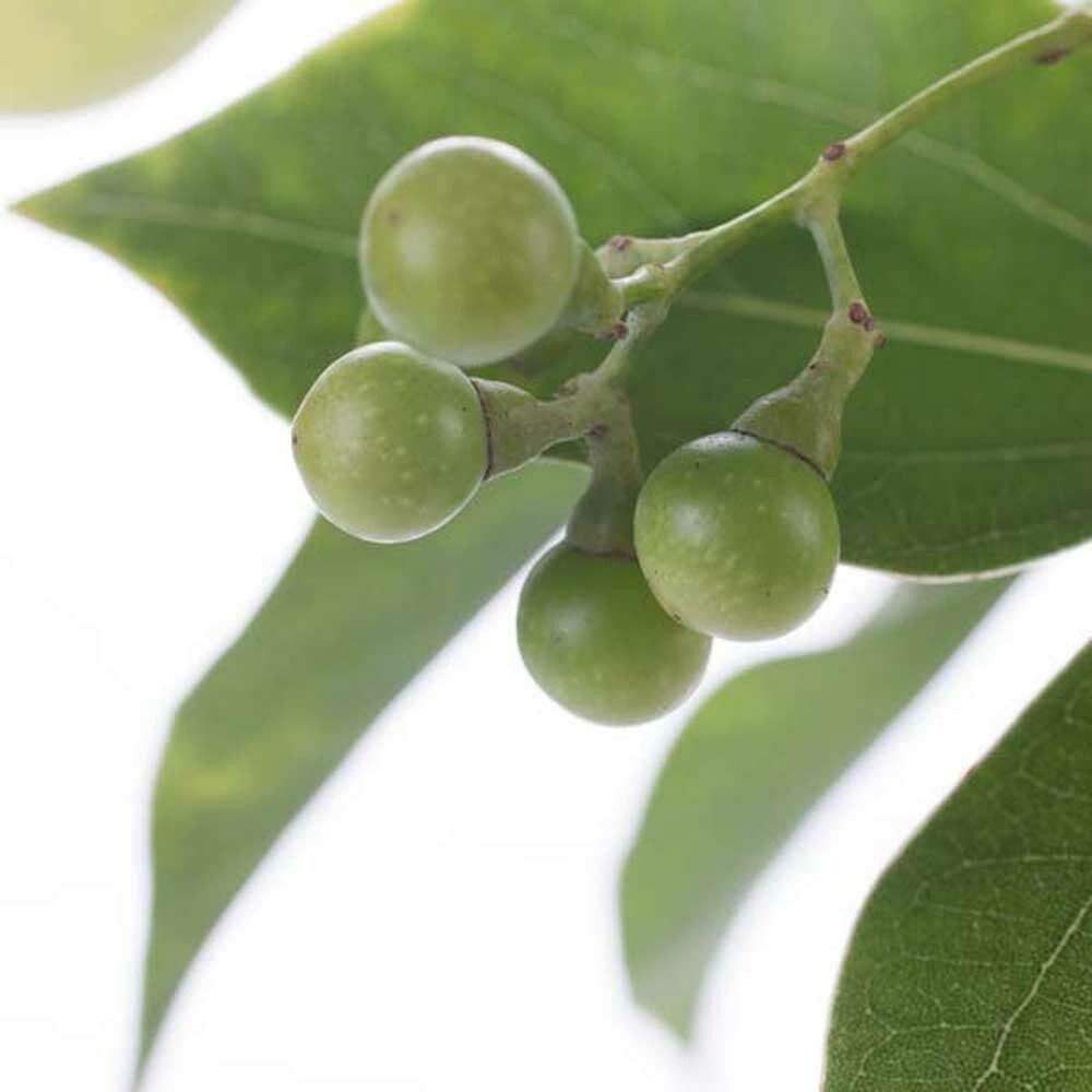 Organic Wintergreen Fragrance Emulsion (Water Soluble)