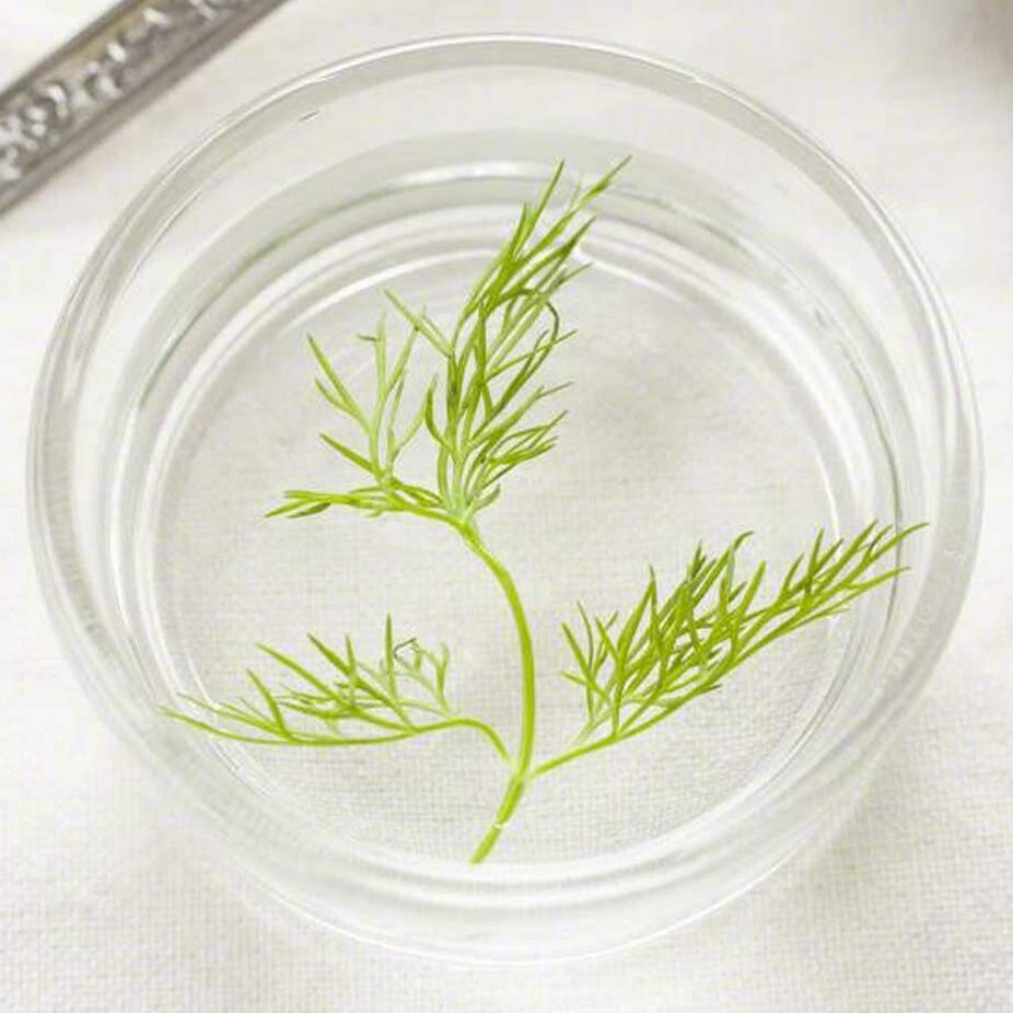 Sante Dillweed Essential Oil