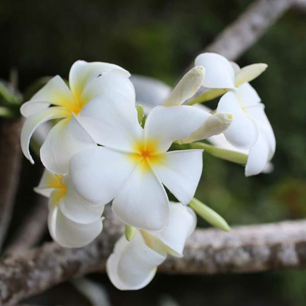 Plumeria Fragrance Oil (Oil Soluble), Organic