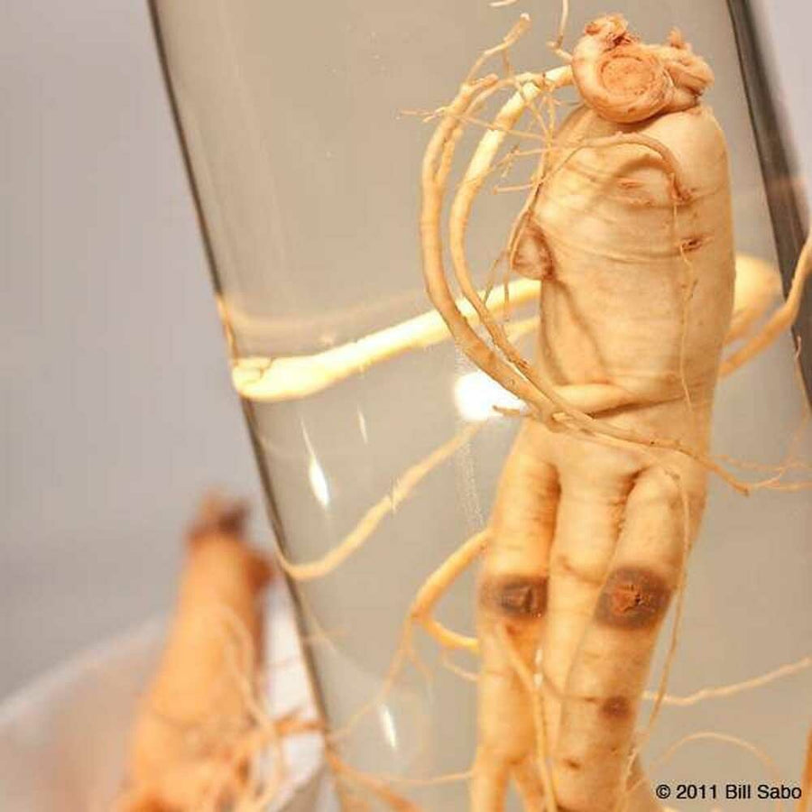 Korean Ginseng Root Extract.