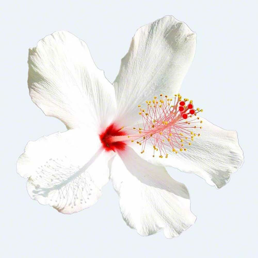 Organic Jamaica Flavor Concentrate Without Diacetyl