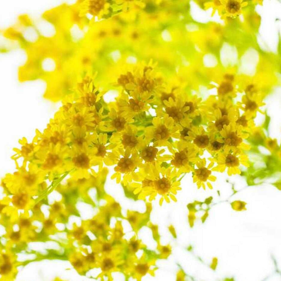 Sante Galbanum Essential Oil