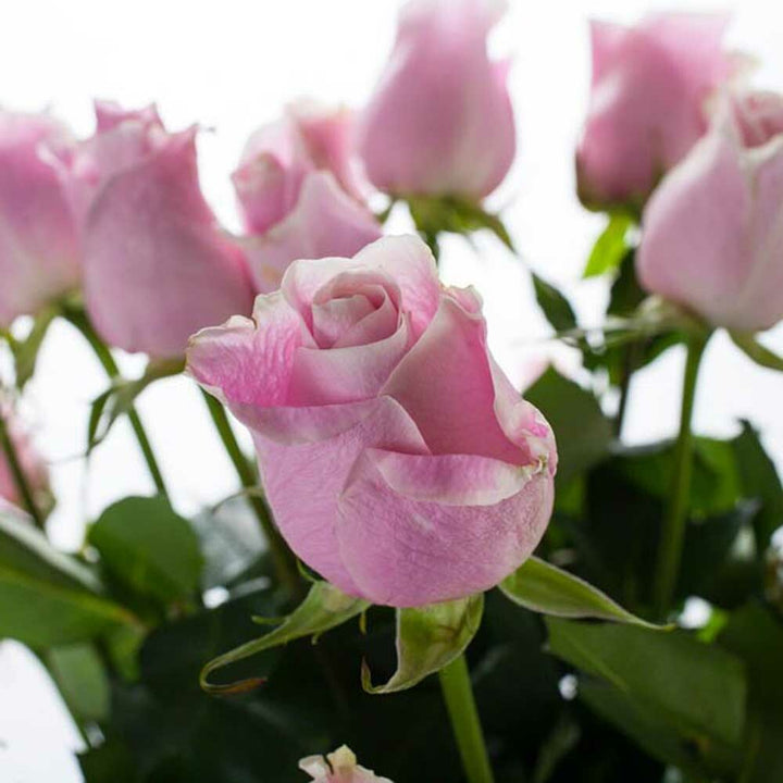 Rose Flavor Powder, Natural