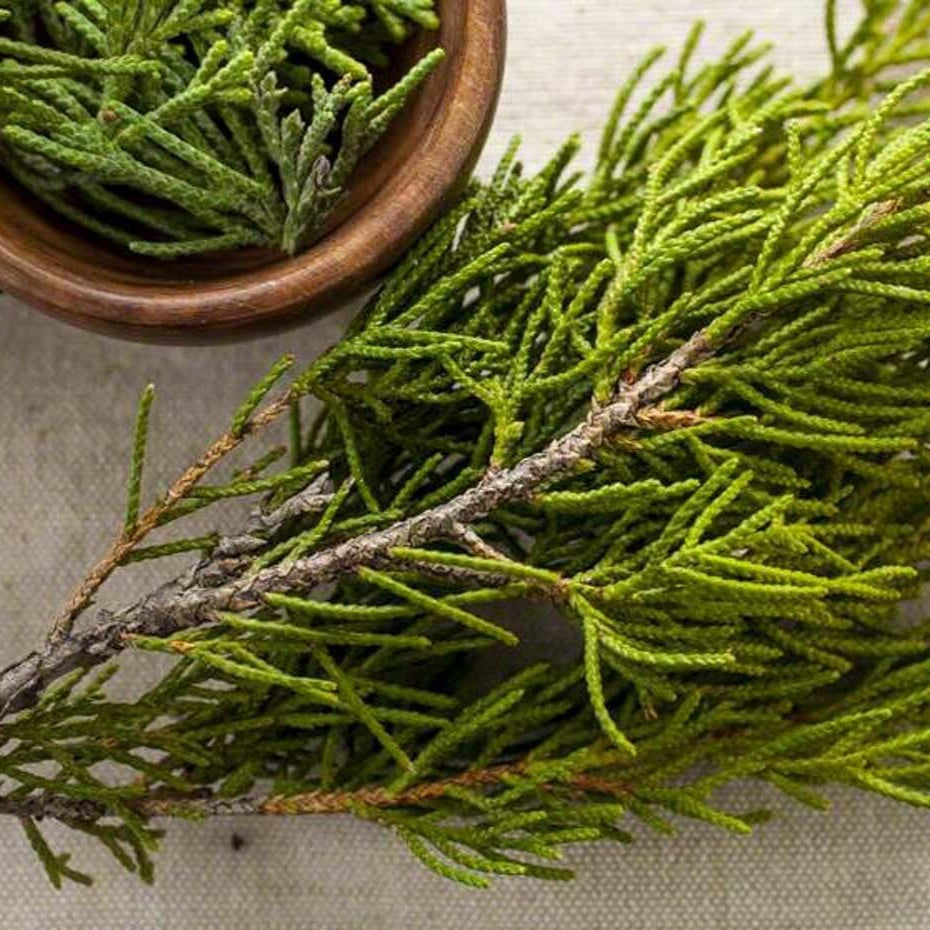 Sante Cedarwood Essential Oil