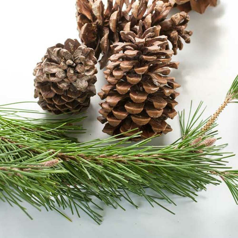 Organic Christmas Fragrance Emulsion (Water Soluble)