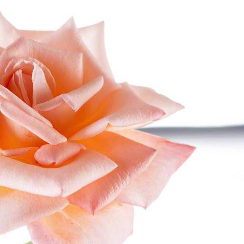 Sante Rose Essential Oil, Bulgarian